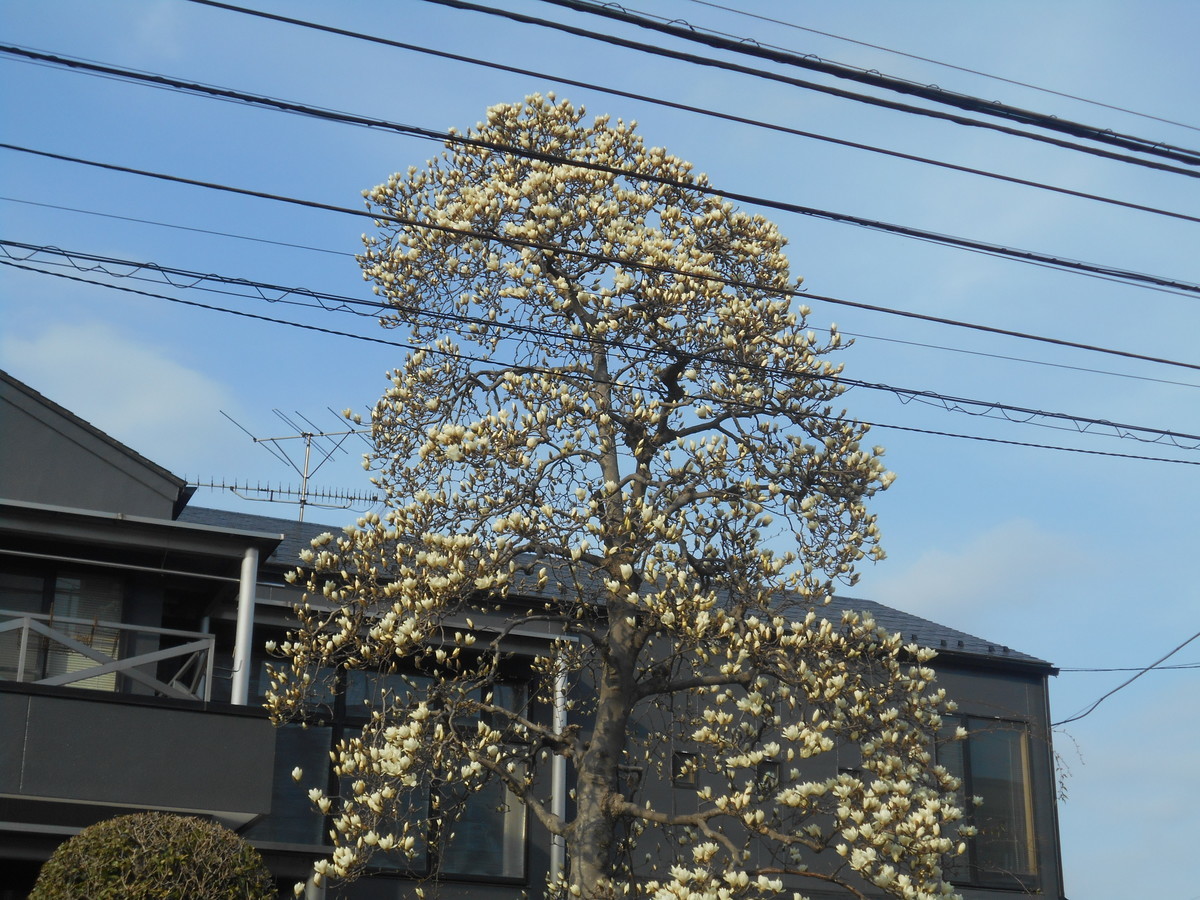 f:id:iirei:20210313045727j:plain