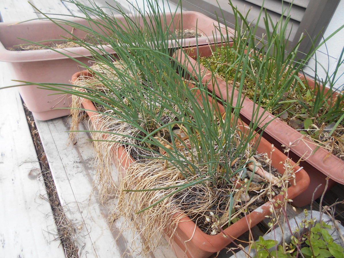 f:id:iirei:20210416230101j:plain