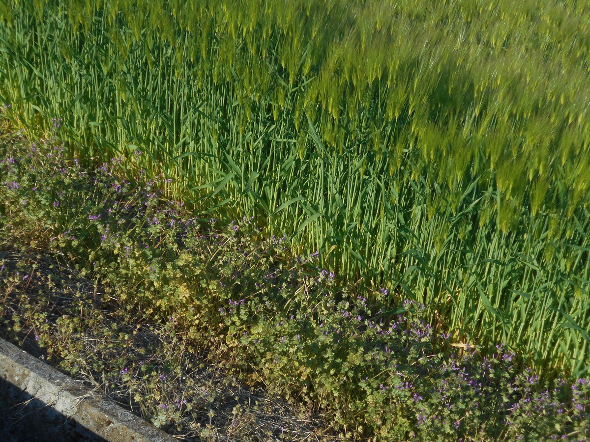 f:id:iirei:20210416230359j:plain