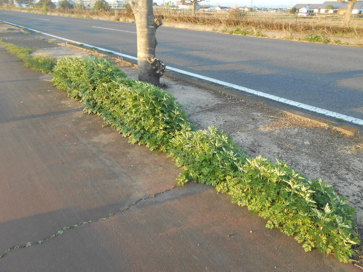 f:id:iirei:20210416230519j:plain