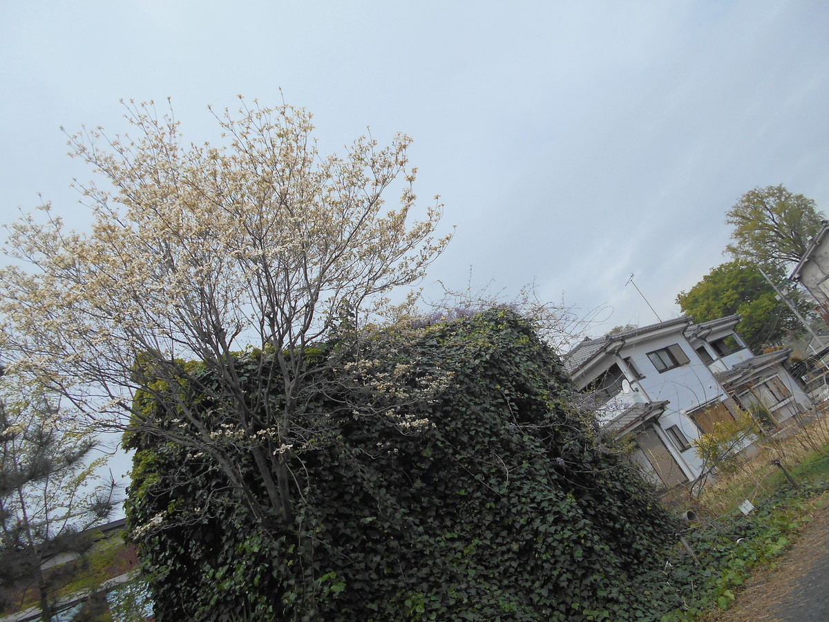 f:id:iirei:20210416230614j:plain