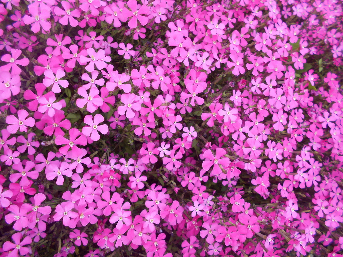 f:id:iirei:20210416230652j:plain