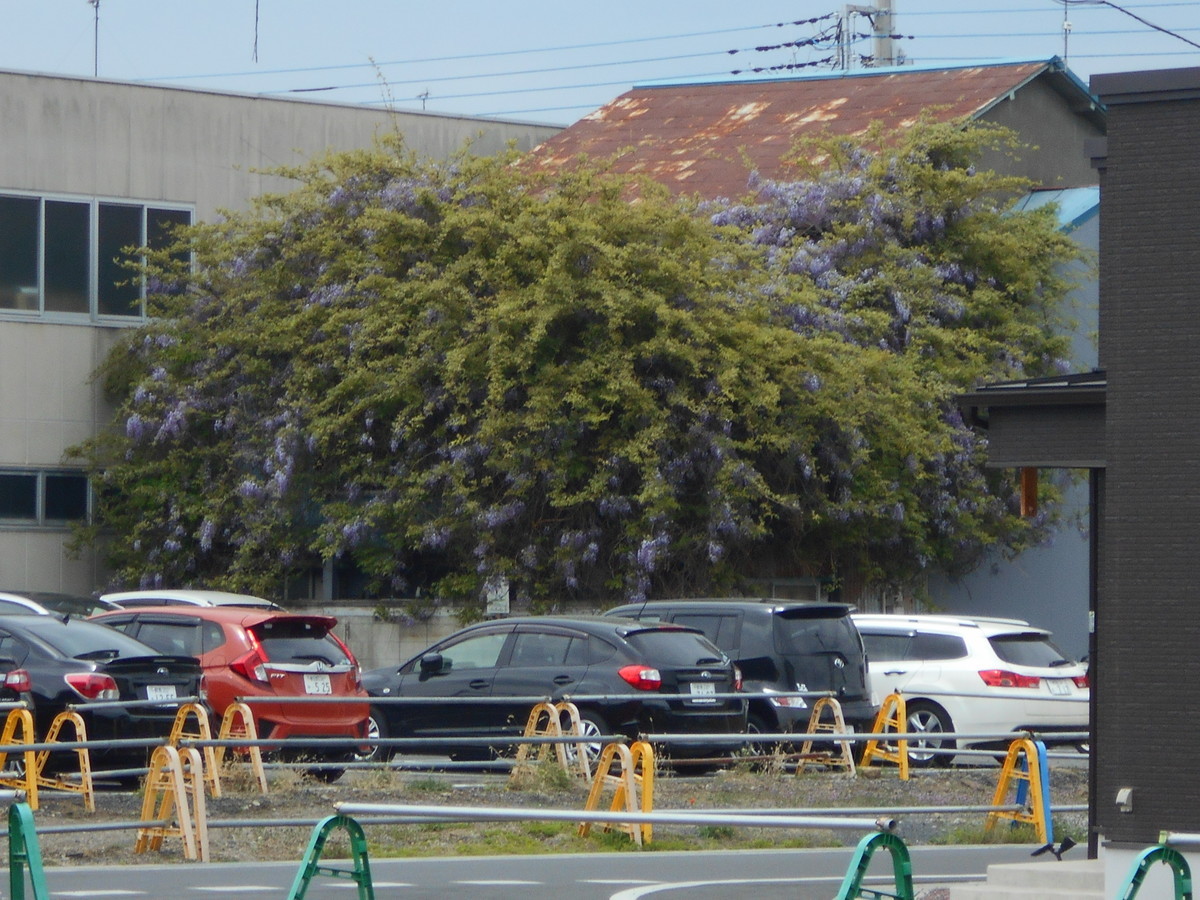 f:id:iirei:20210416230735j:plain