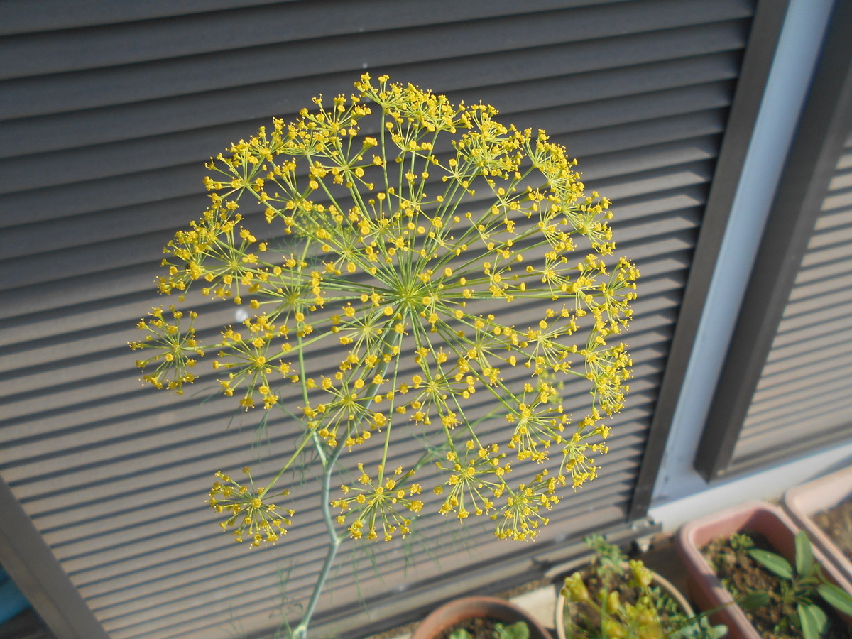 f:id:iirei:20210604140552j:plain