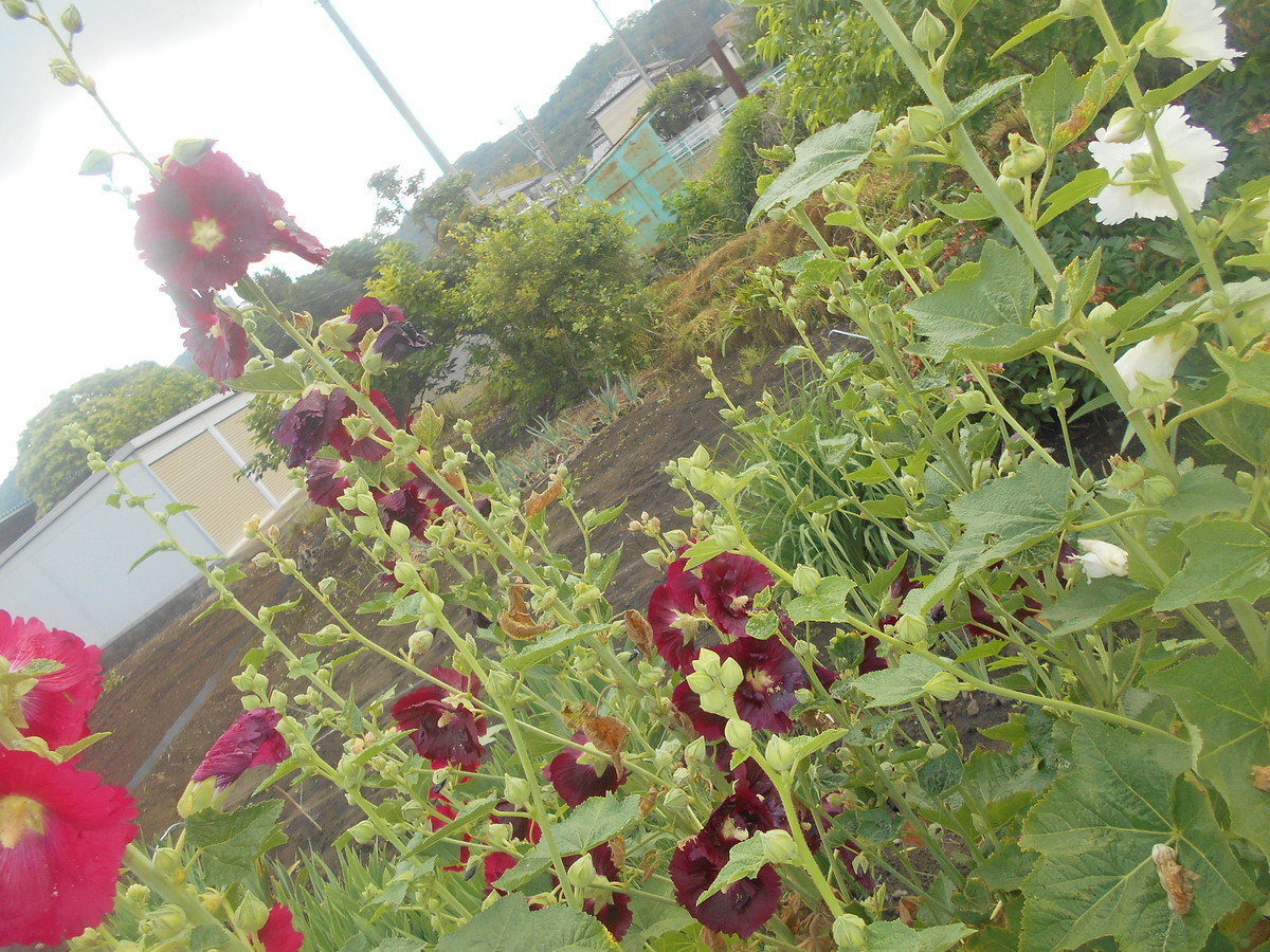 f:id:iirei:20210604140811j:plain