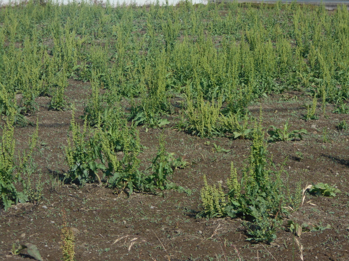 f:id:iirei:20210604140847j:plain