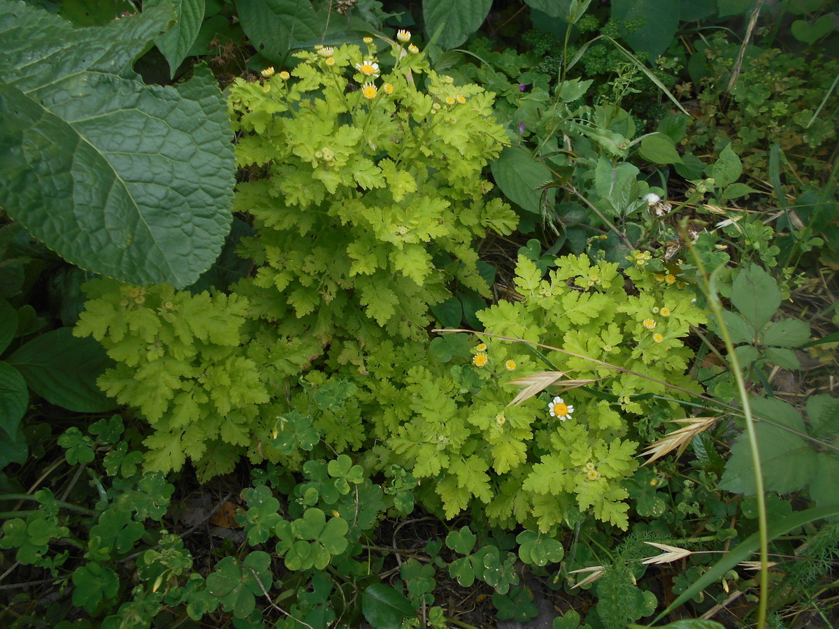 f:id:iirei:20210604140957j:plain