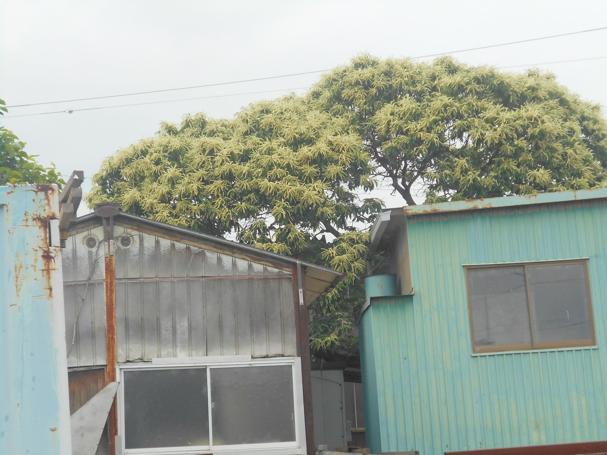 f:id:iirei:20210611194051j:plain