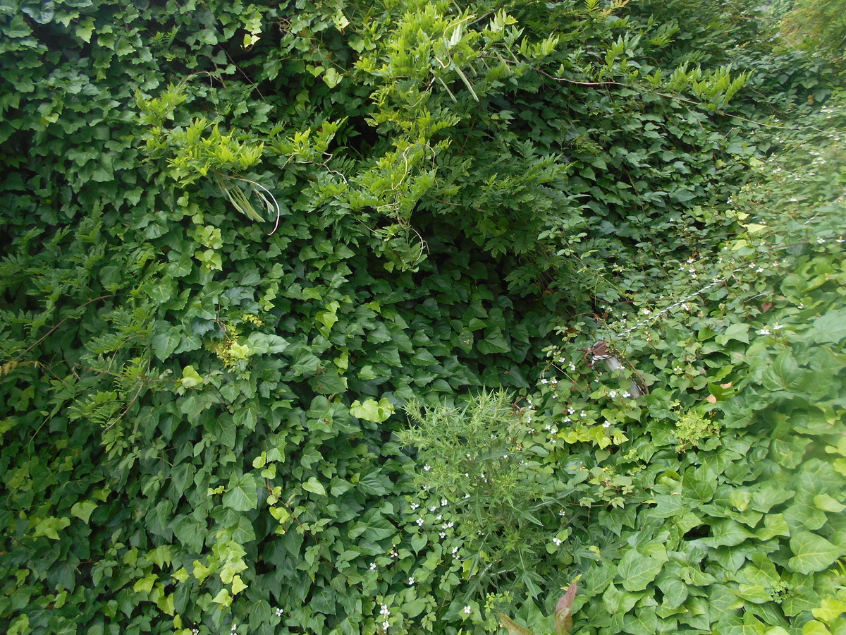 f:id:iirei:20210611194136j:plain