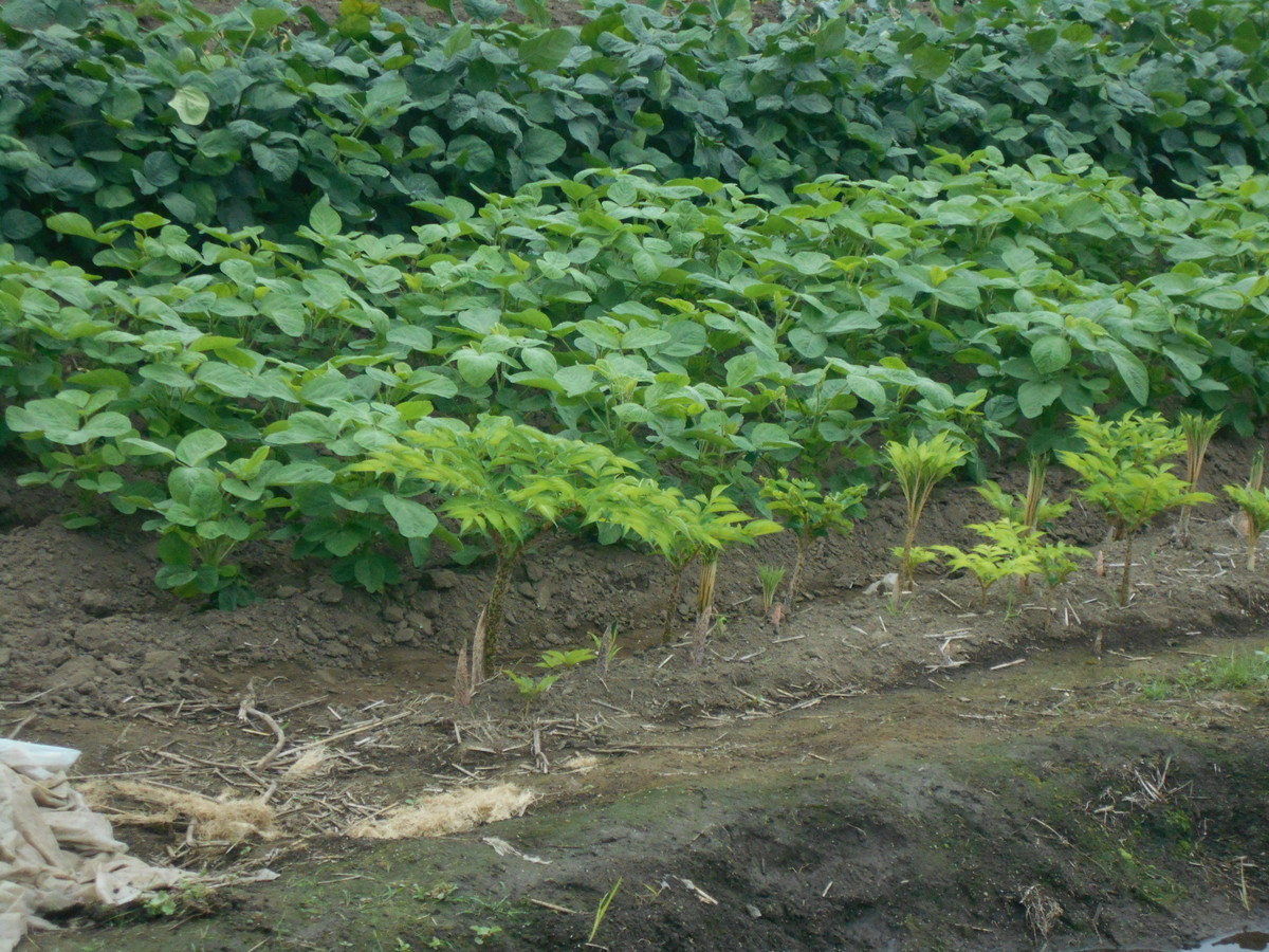 f:id:iirei:20210611194226j:plain