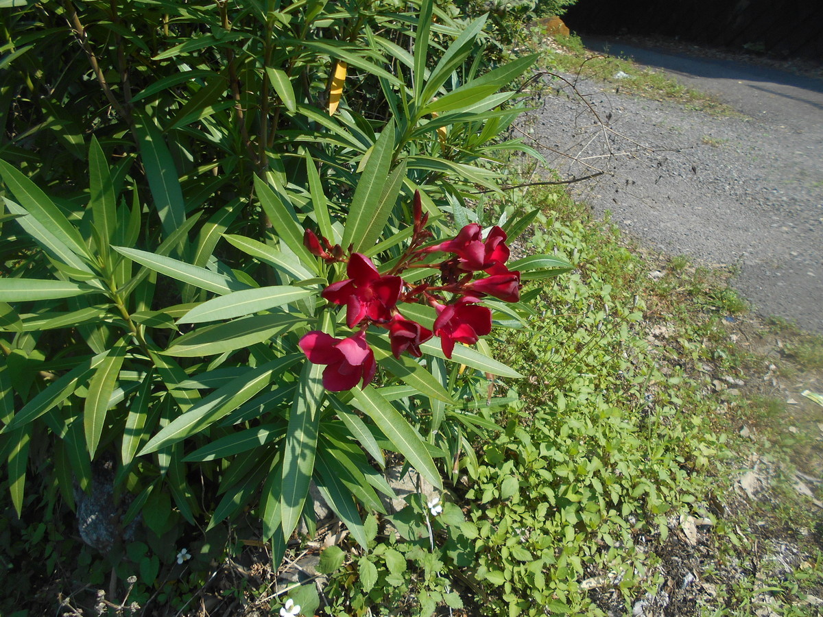 f:id:iirei:20210611194309j:plain