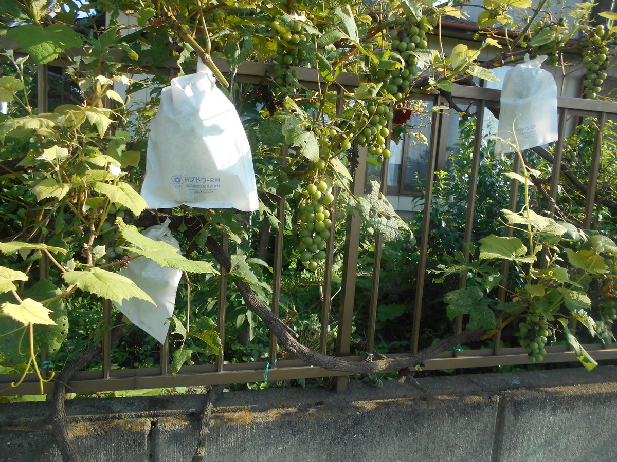 f:id:iirei:20210730193116j:plain