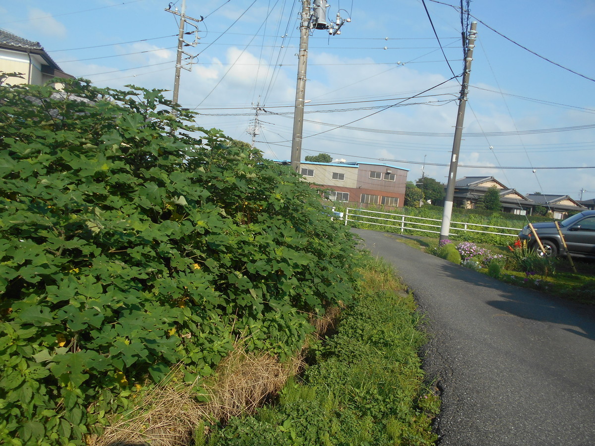 f:id:iirei:20210730193157j:plain