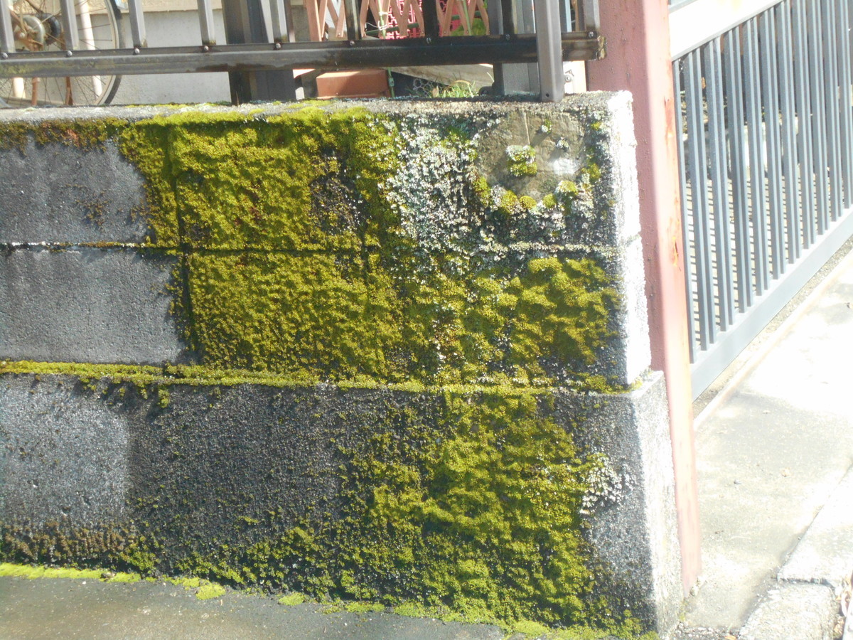 f:id:iirei:20210730193235j:plain