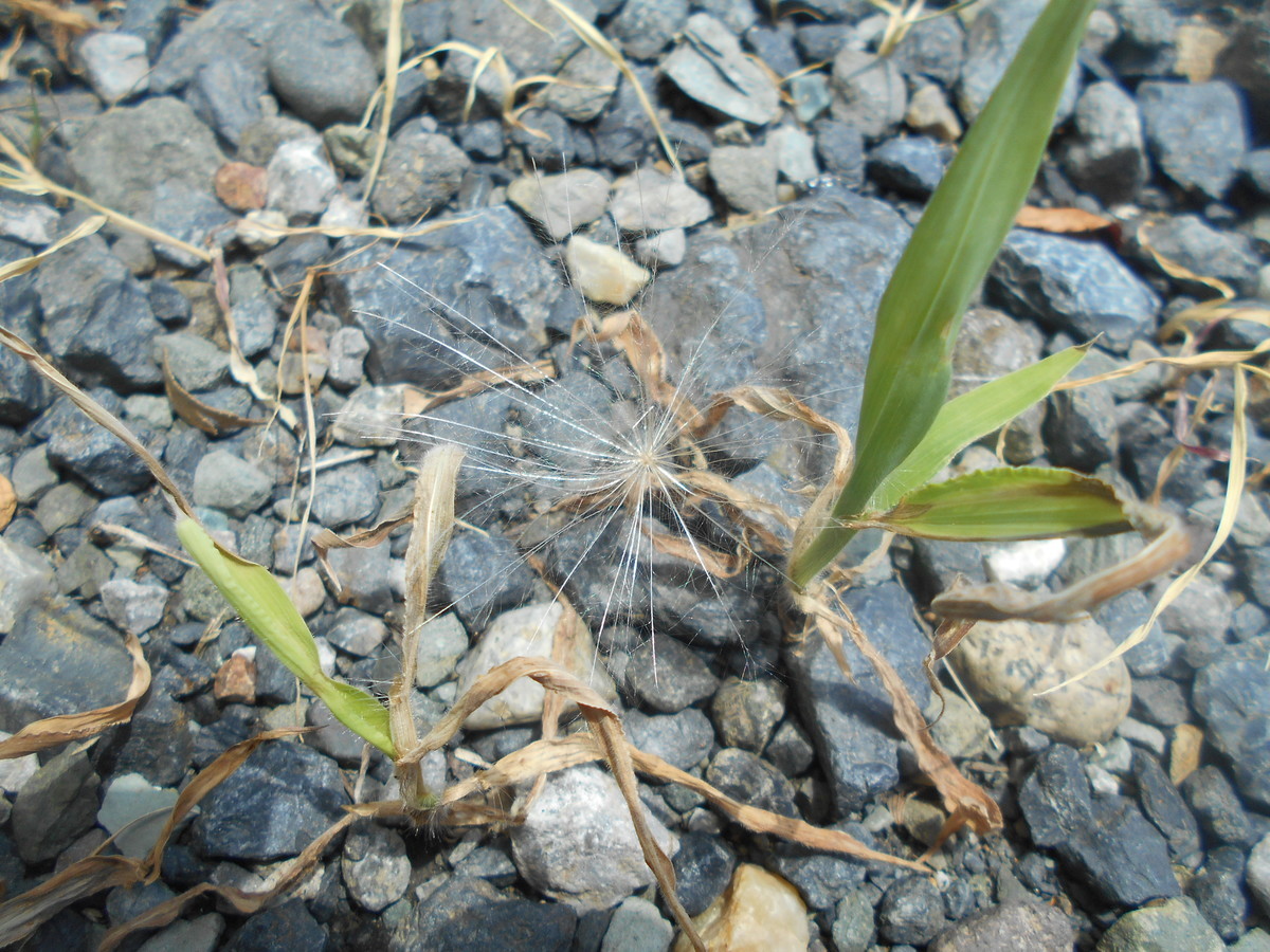 f:id:iirei:20210730193314j:plain