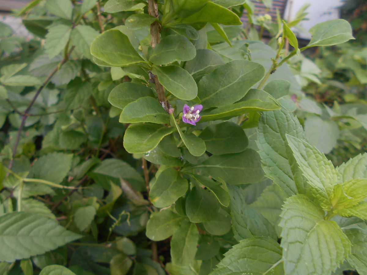 f:id:iirei:20210730193401j:plain