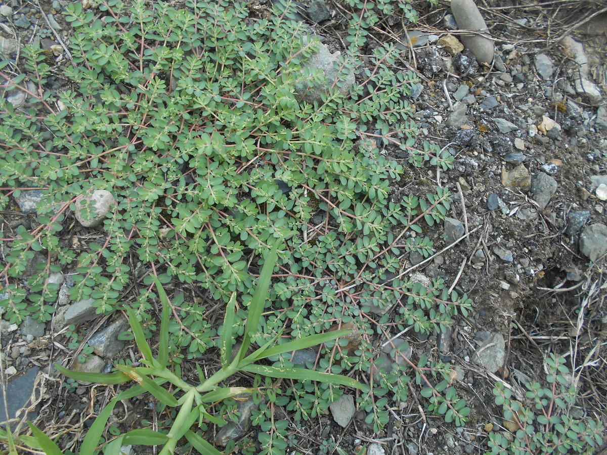 f:id:iirei:20210812235656j:plain