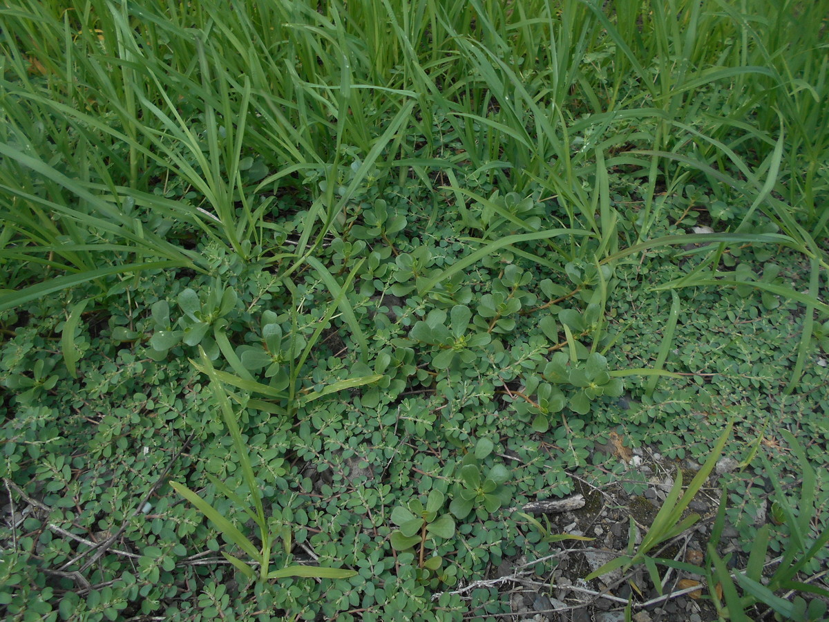 f:id:iirei:20210812235740j:plain