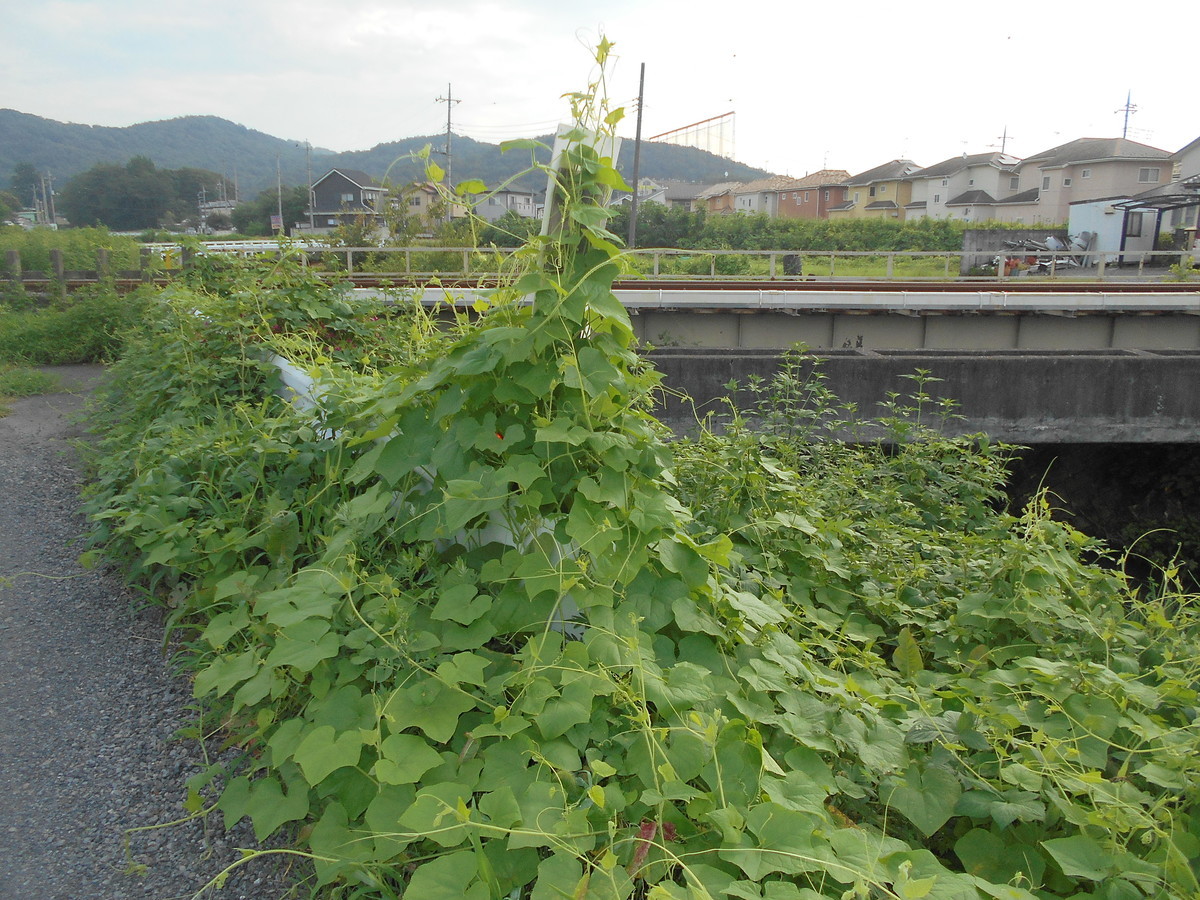 f:id:iirei:20210902163908j:plain