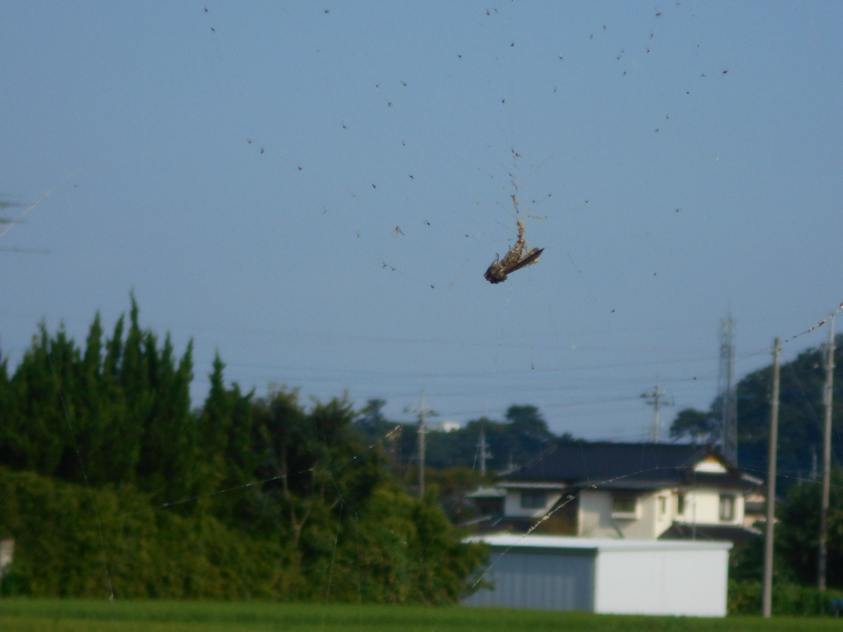 f:id:iirei:20210902163948j:plain