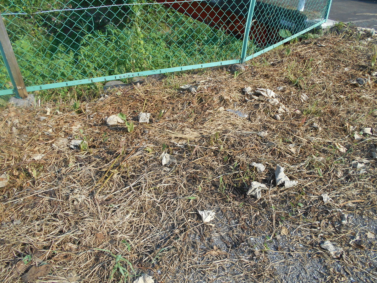 f:id:iirei:20210902164120j:plain