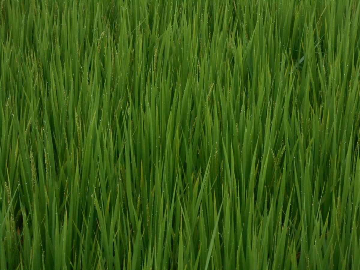 f:id:iirei:20210902164408j:plain