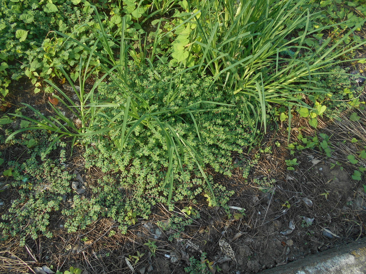 f:id:iirei:20210902164514j:plain