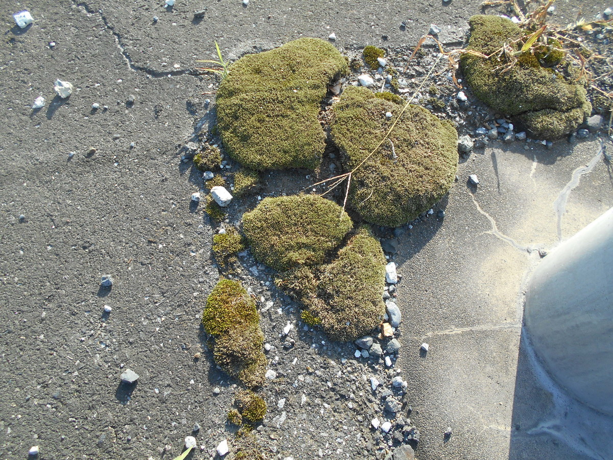 f:id:iirei:20210902164603j:plain