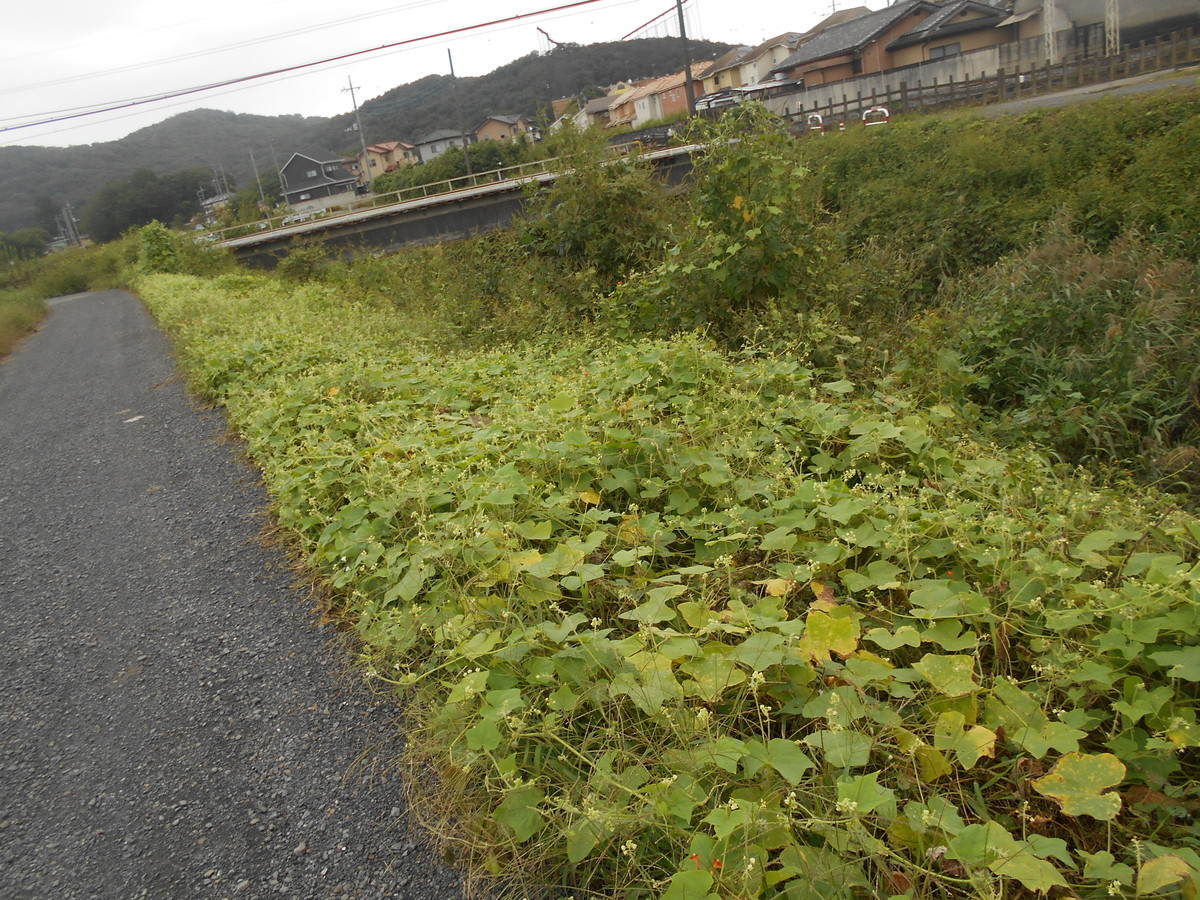 f:id:iirei:20210930000447j:plain