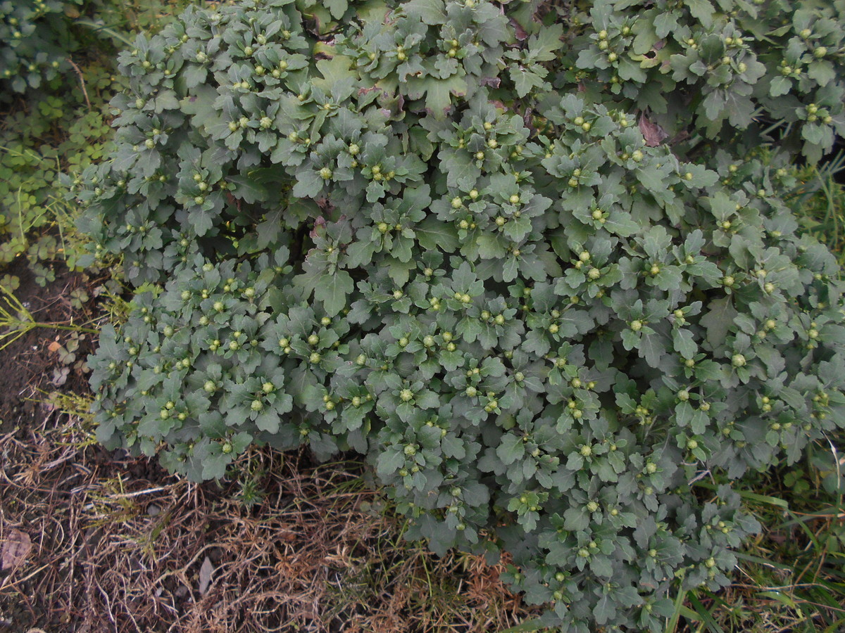 f:id:iirei:20210930000646j:plain