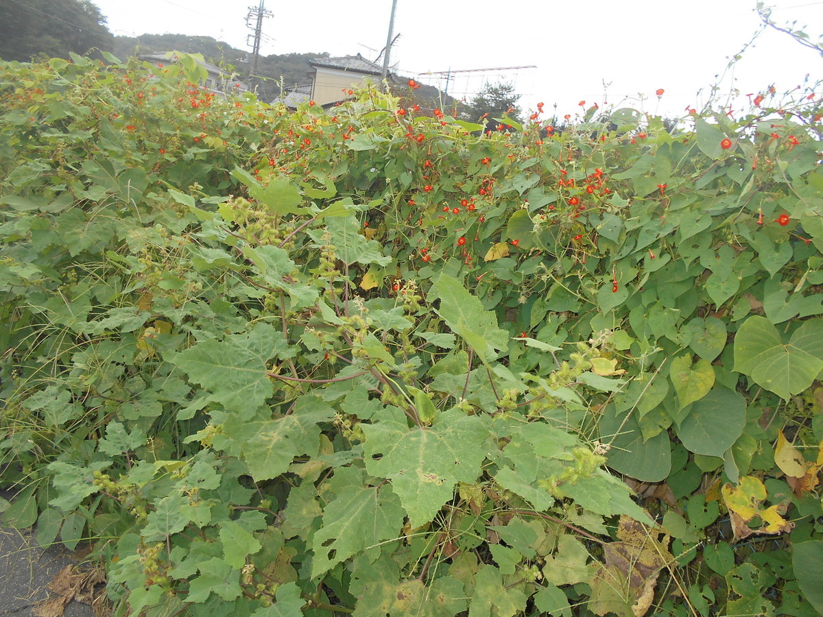 f:id:iirei:20210930000754j:plain