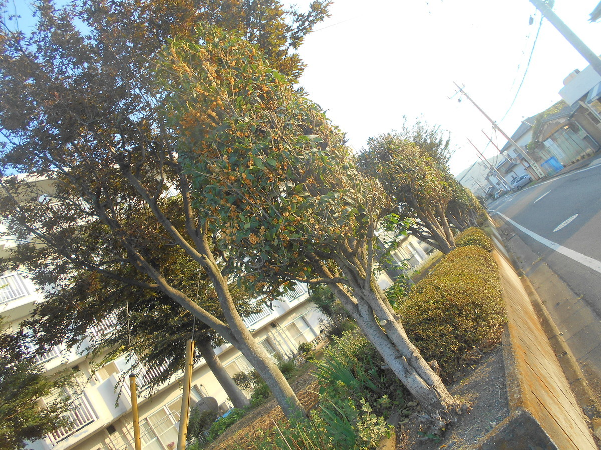 f:id:iirei:20211007060216j:plain
