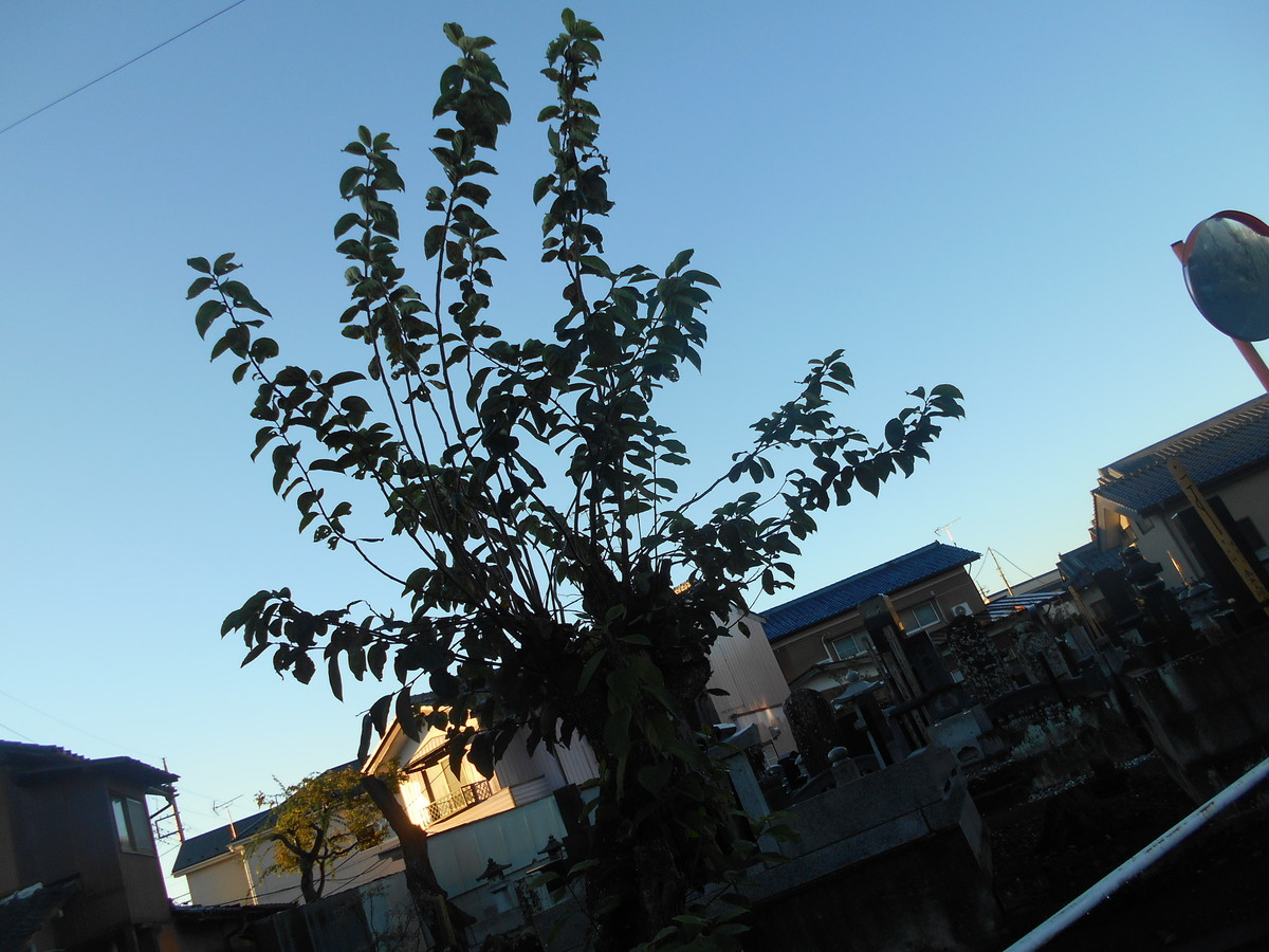 f:id:iirei:20211028041046j:plain