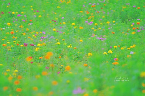 f:id:iitan1115:20160807105118j:image f:id:iitan1115:20160807105118j:image