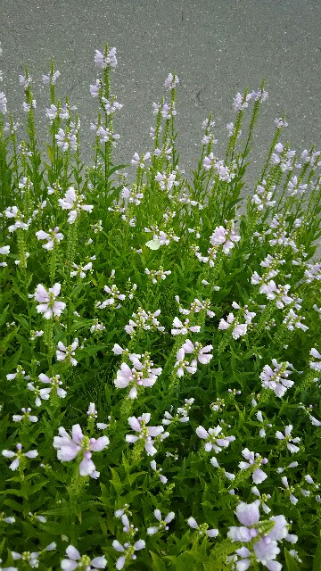 f:id:iitan1115:20160815051106j:image f:id:iitan1115:20160815051106j:image