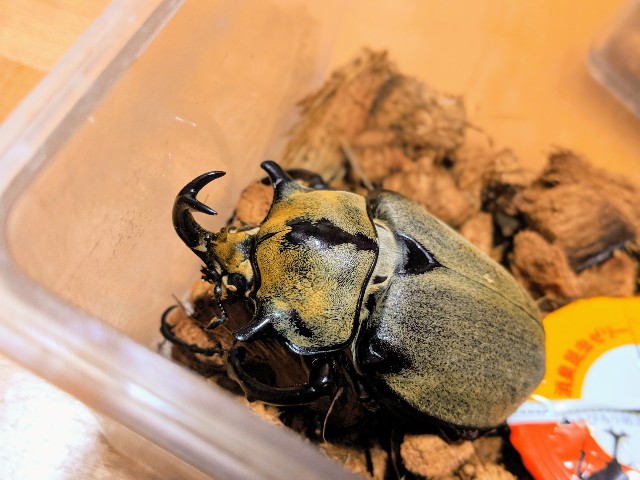 f:id:iitoshishitekabutomushi:20190913053031j:plain f:id:iitoshishitekabutomushi:20190913053031j:plain