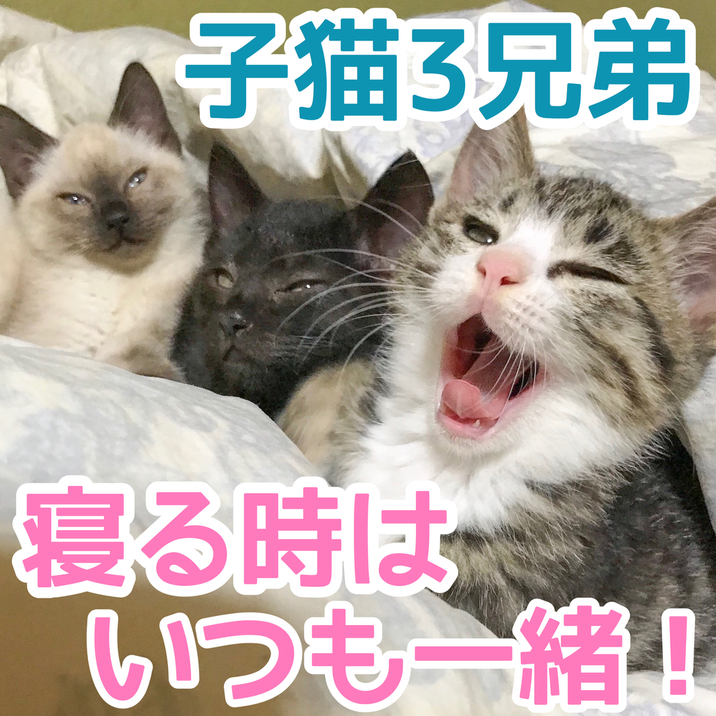 寝る時はいつも一緒の子猫3兄弟 仲良し子猫3兄弟 トイレも一緒に にゃんこ4姉妹と4兄弟