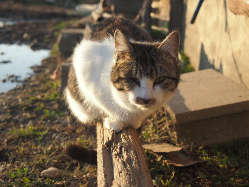 f:id:ikakura4:20121216155524j:image f:id:ikakura4:20121216155524j:image
