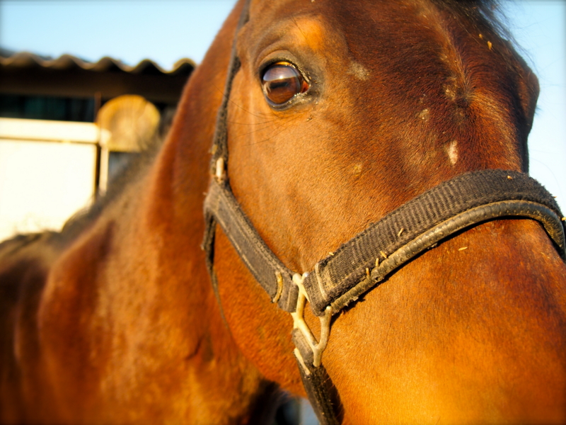 f:id:ikakura4:20121216155829j:image f:id:ikakura4:20121216155829j:image