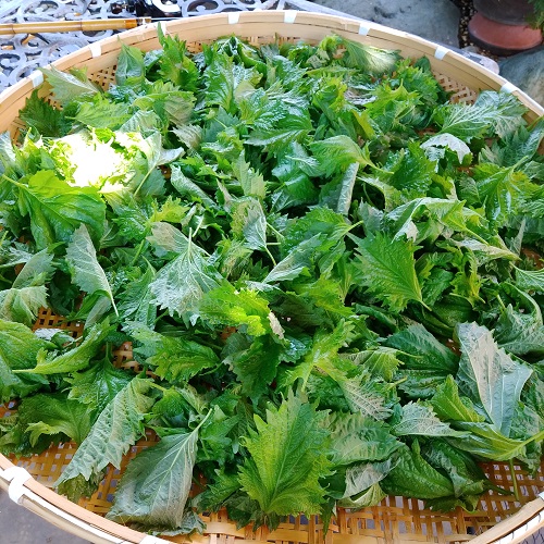 f:id:ikamcnb:20210615170103j:plain