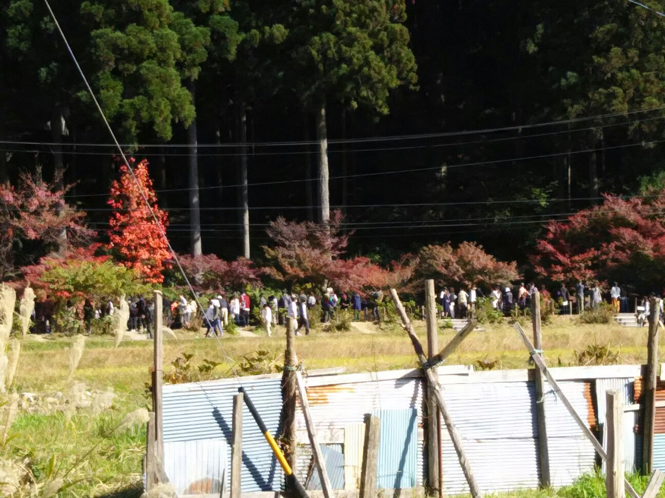 f:id:ikarugasan:20161116184658j:image f:id:ikarugasan:20161116184658j:image