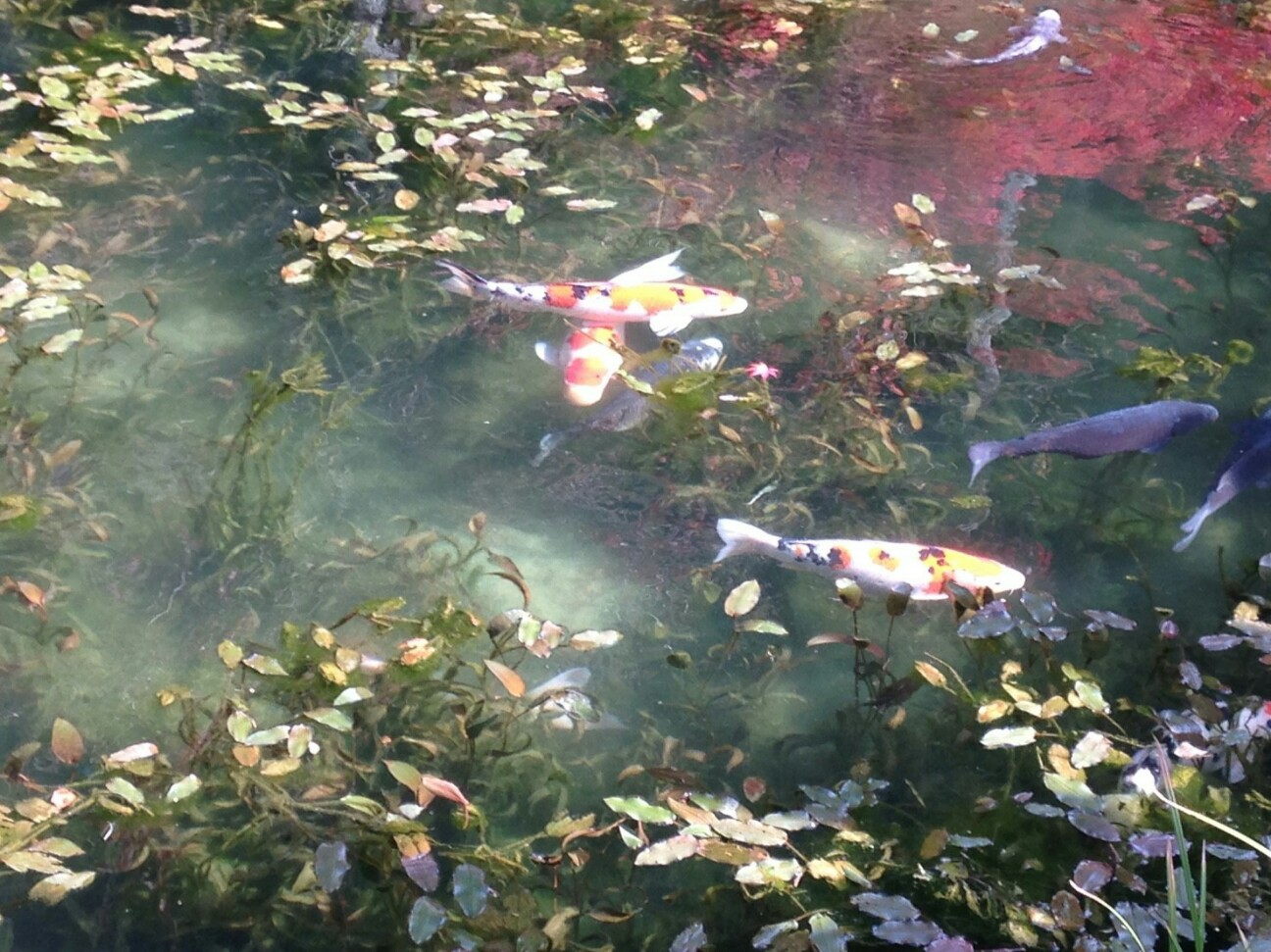 f:id:ikarugasan:20161116201911j:image f:id:ikarugasan:20161116201911j:image