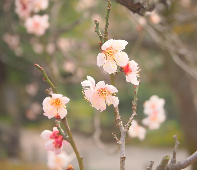 f:id:ikashiya:20170314003544j:plain