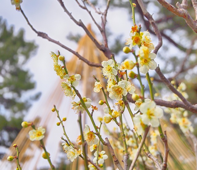 f:id:ikashiya:20170314003547j:plain