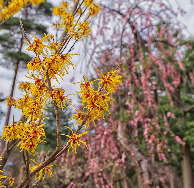 f:id:ikashiya:20170314003548j:plain