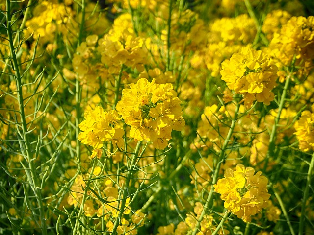 f:id:ikashiya:20170401233222j:plain