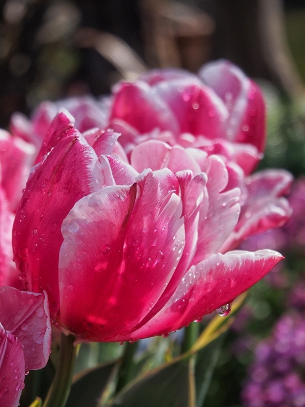 f:id:ikashiya:20170401233228j:plain