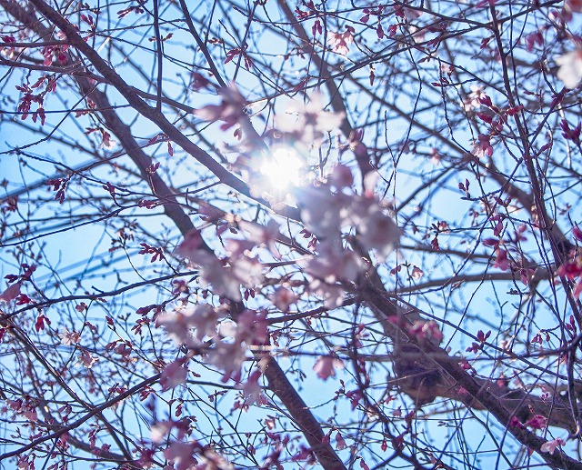 f:id:ikashiya:20170401233234j:plain