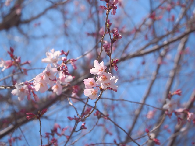 f:id:ikashiya:20170401233235j:plain