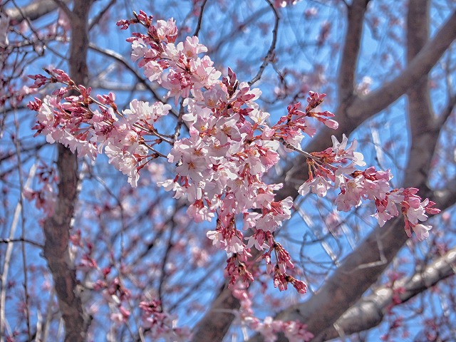 f:id:ikashiya:20170401233236j:plain